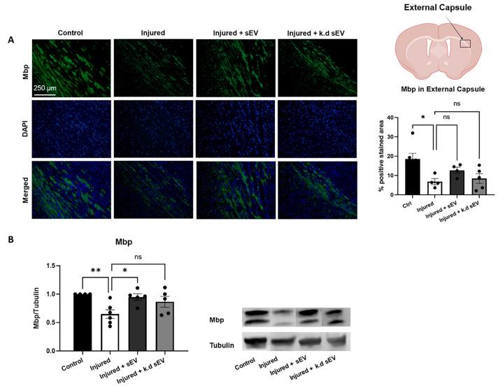 https://cdn.ncbi.nlm.nih.gov/pmc/blobs/8157/10969443/8742c5c73ba7/cells-13-00543-g005.jpg