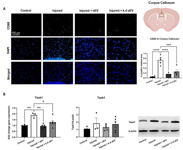 https://cdn.ncbi.nlm.nih.gov/pmc/blobs/8157/10969443/a851ff79cf0d/cells-13-00543-g004.jpg