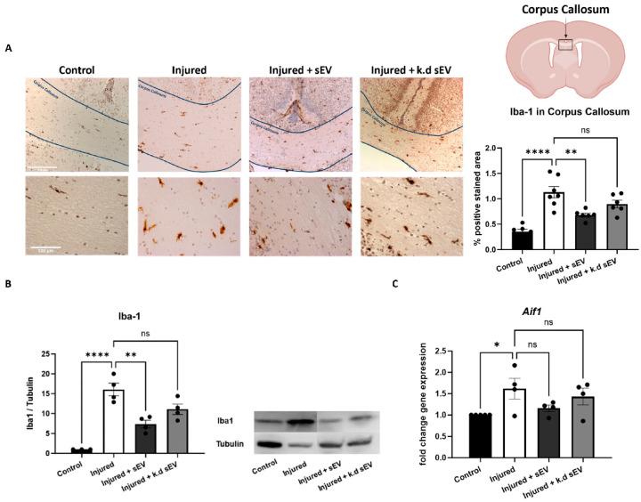 https://cdn.ncbi.nlm.nih.gov/pmc/blobs/8157/10969443/ee7b2ee124c0/cells-13-00543-g003.jpg