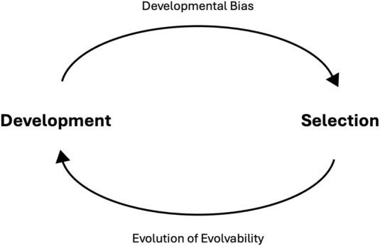https://cdn.ncbi.nlm.nih.gov/pmc/blobs/815a/11521891/bf876326aee9/fcell-12-1453566-g003.jpg