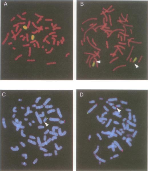 https://cdn.ncbi.nlm.nih.gov/pmc/blobs/815f/1051423/72c4d4d56b22/jmedgene00238-0020-a.jpg