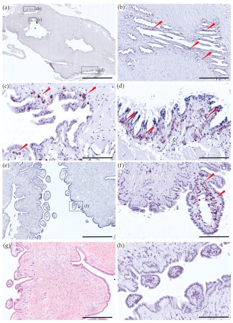 https://cdn.ncbi.nlm.nih.gov/pmc/blobs/815f/6070791/0e1e72db9ea4/toxins-10-00282-g002.jpg