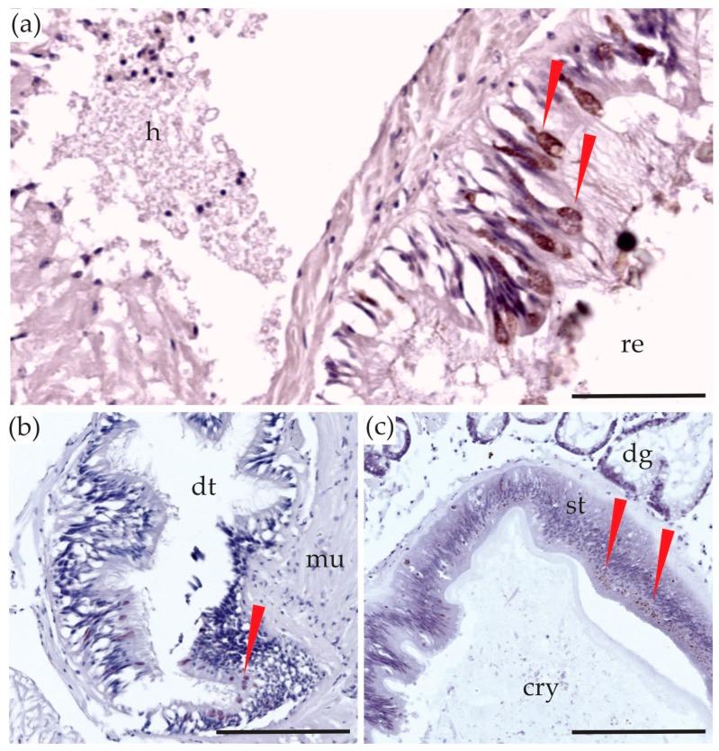 https://cdn.ncbi.nlm.nih.gov/pmc/blobs/815f/6070791/4d8b1fe099ec/toxins-10-00282-g003.jpg
