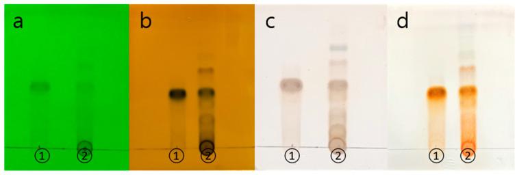 https://cdn.ncbi.nlm.nih.gov/pmc/blobs/8162/11172872/98e77bfe75a3/ijms-25-06197-g001.jpg
