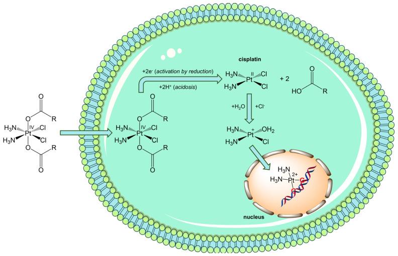 https://cdn.ncbi.nlm.nih.gov/pmc/blobs/8168/12298015/5ed085414cca/pharmaceuticals-18-01047-g006.jpg