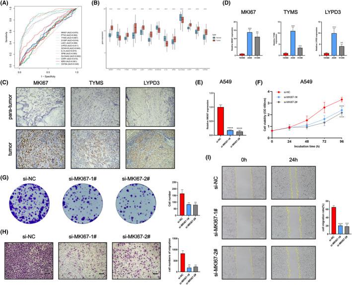 https://cdn.ncbi.nlm.nih.gov/pmc/blobs/8169/11601877/66085e9311c3/JCMM-28-e70218-g003.jpg
