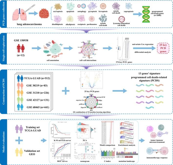 https://cdn.ncbi.nlm.nih.gov/pmc/blobs/8169/11601877/78e2b4810d16/JCMM-28-e70218-g009.jpg