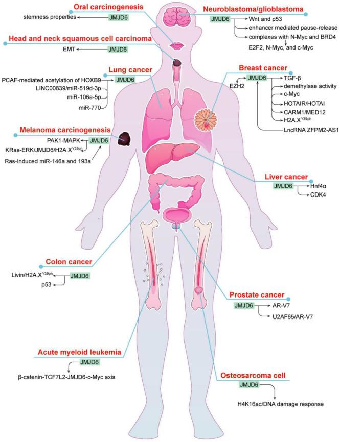 https://cdn.ncbi.nlm.nih.gov/pmc/blobs/816a/8963961/3a51dfe17b82/fimmu-13-859893-g003.jpg