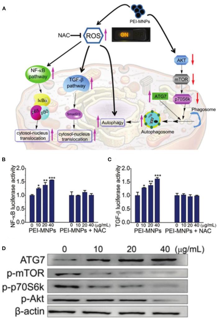 https://cdn.ncbi.nlm.nih.gov/pmc/blobs/816b/8110829/540784fc7f4f/fchem-09-651053-g0006.jpg