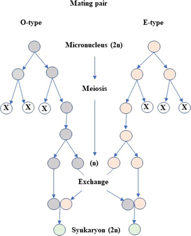 https://cdn.ncbi.nlm.nih.gov/pmc/blobs/8177/9543784/1459255884c8/JEU-69-0-g002.jpg