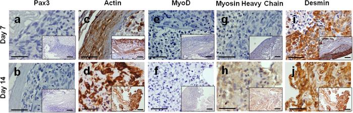 https://cdn.ncbi.nlm.nih.gov/pmc/blobs/817b/5292742/247ed75c1e96/srep41934-f4.jpg