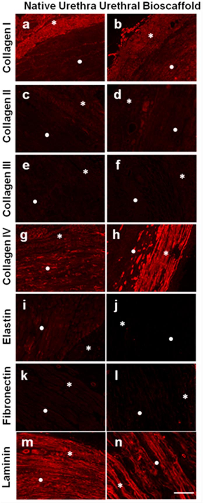 https://cdn.ncbi.nlm.nih.gov/pmc/blobs/817b/5292742/418df3ea2b9d/srep41934-f2.jpg