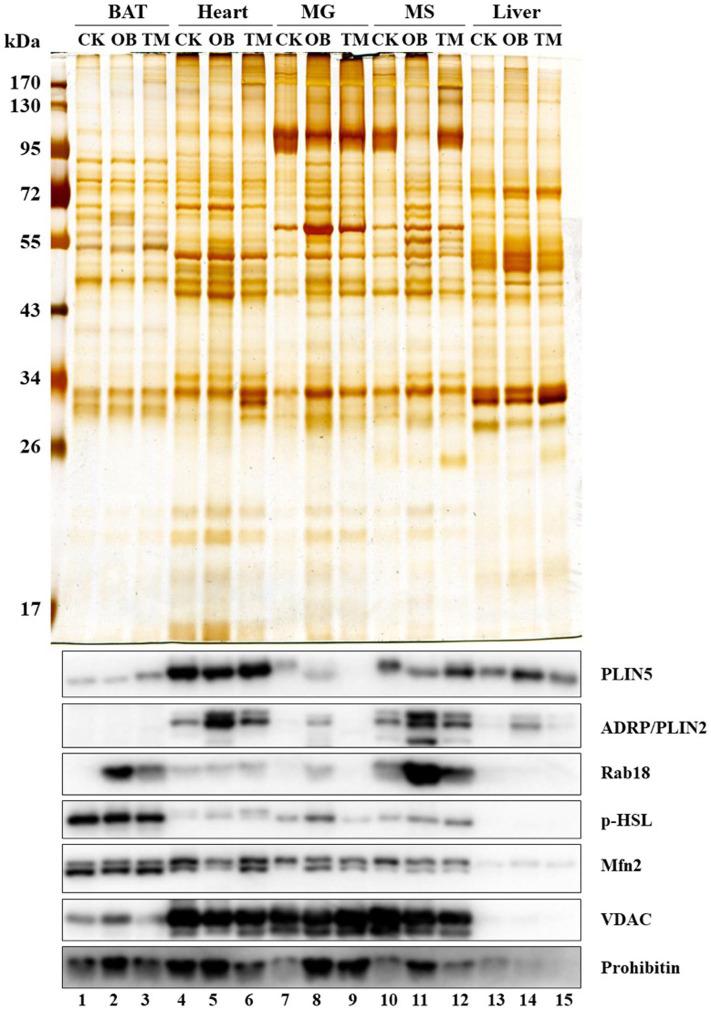 https://cdn.ncbi.nlm.nih.gov/pmc/blobs/817d/7769837/29f4f6c8abd6/fcell-08-618322-g002.jpg