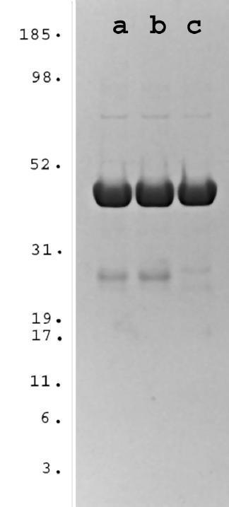 https://cdn.ncbi.nlm.nih.gov/pmc/blobs/817e/117780/fde1e043a3a6/1471-2091-3-20-4.jpg