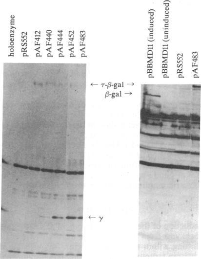 https://cdn.ncbi.nlm.nih.gov/pmc/blobs/8184/53973/eb90acf24247/pnas01035-0089-a.jpg