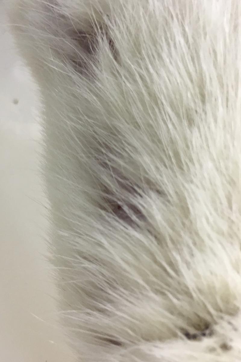 https://cdn.ncbi.nlm.nih.gov/pmc/blobs/8187/6310471/07c79f18b455/rli-54-61-g003.jpg