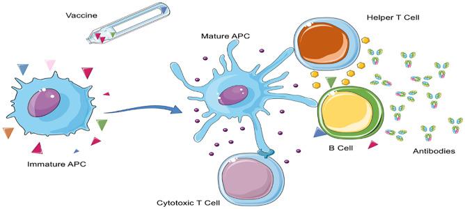 https://cdn.ncbi.nlm.nih.gov/pmc/blobs/8188/7987619/cd638ac657e7/13346_2021_924_Fig1_HTML.jpg