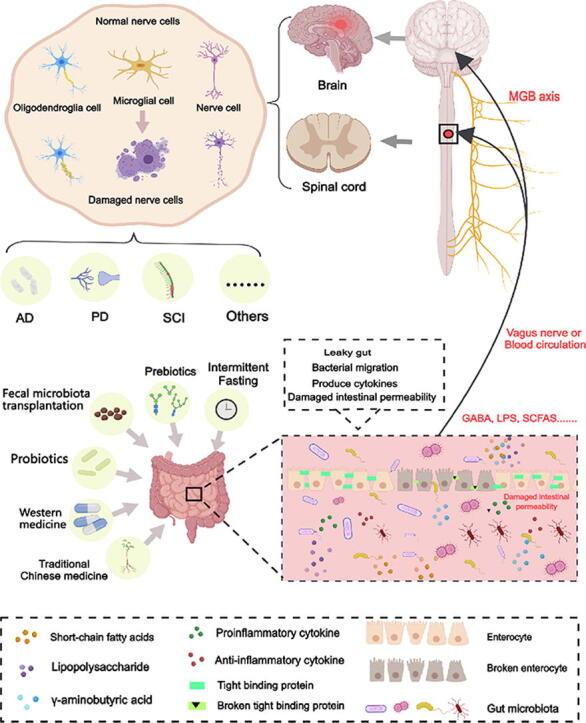 https://cdn.ncbi.nlm.nih.gov/pmc/blobs/818a/11954836/3412cd3f5c7c/ga1.jpg