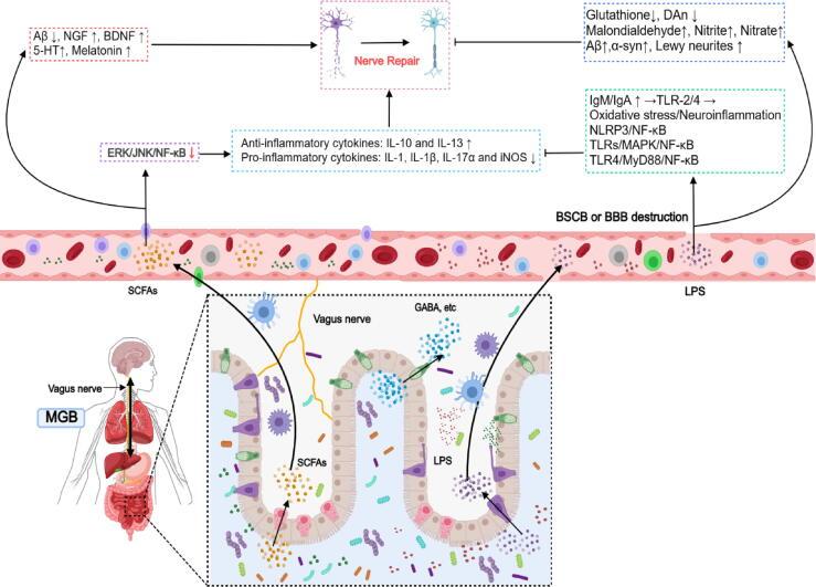 https://cdn.ncbi.nlm.nih.gov/pmc/blobs/818a/11954836/67e3c17d6774/gr2.jpg