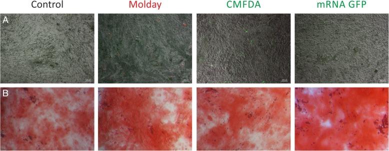 https://cdn.ncbi.nlm.nih.gov/pmc/blobs/818a/6593614/0494d4eb5901/13287_2019_1296_Fig5_HTML.jpg