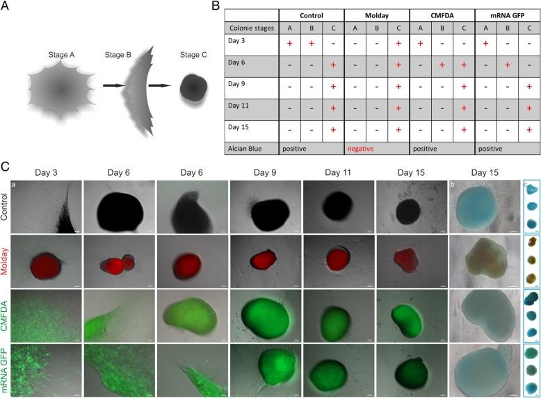 https://cdn.ncbi.nlm.nih.gov/pmc/blobs/818a/6593614/99d27bbb1c2f/13287_2019_1296_Fig6_HTML.jpg