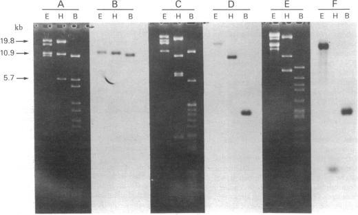 https://cdn.ncbi.nlm.nih.gov/pmc/blobs/8191/318997/315571410585/pnas00652-0119-a.jpg