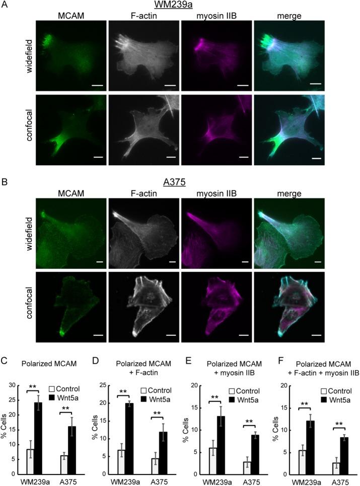 https://cdn.ncbi.nlm.nih.gov/pmc/blobs/8195/5541843/69451183dd0d/1924fig1.jpg