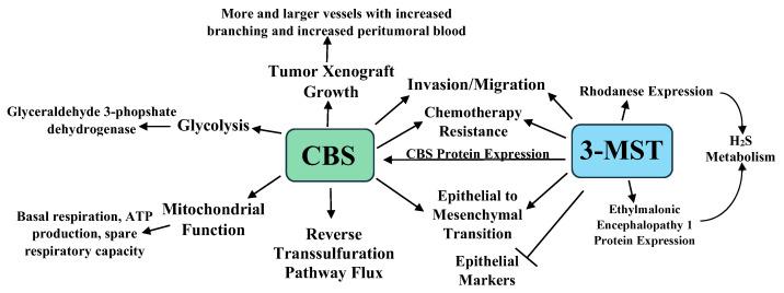 https://cdn.ncbi.nlm.nih.gov/pmc/blobs/8196/8830448/27f003b27473/pathophysiology-28-00028-g001.jpg