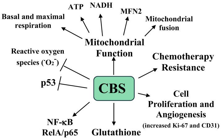 https://cdn.ncbi.nlm.nih.gov/pmc/blobs/8196/8830448/6fc67855e865/pathophysiology-28-00028-g002.jpg