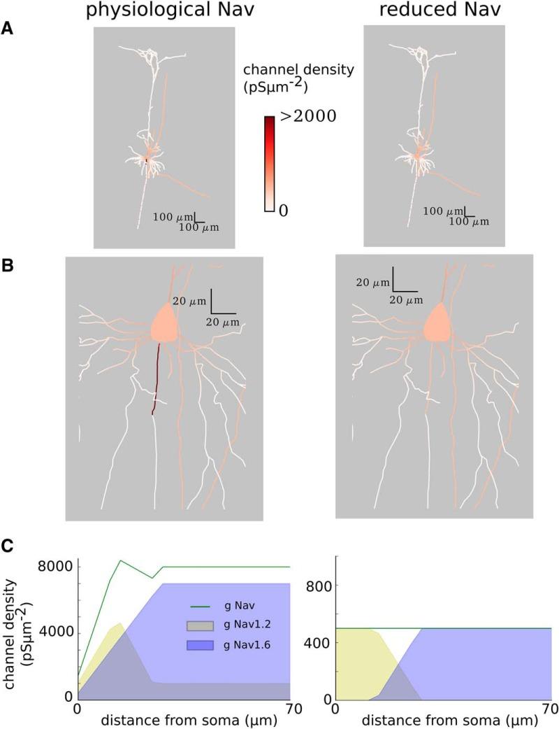 https://cdn.ncbi.nlm.nih.gov/pmc/blobs/8197/5987634/234596adda29/enu0031826220002.jpg