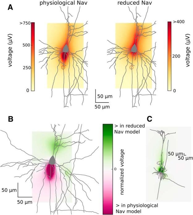 https://cdn.ncbi.nlm.nih.gov/pmc/blobs/8197/5987634/c633c22f724b/enu0031826220006.jpg