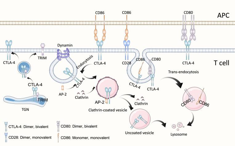 https://cdn.ncbi.nlm.nih.gov/pmc/blobs/819a/10484345/97c2cb740fdf/fimmu-14-1212476-g001.jpg