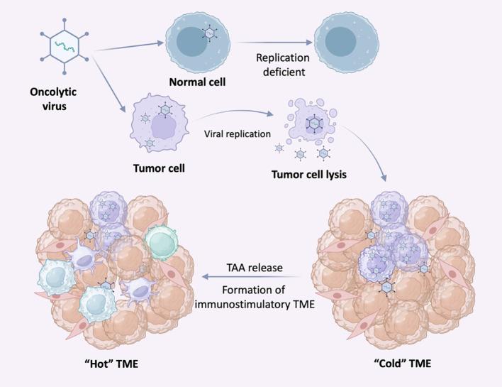 https://cdn.ncbi.nlm.nih.gov/pmc/blobs/819a/10484345/fcde60b5fd0a/fimmu-14-1212476-g004.jpg