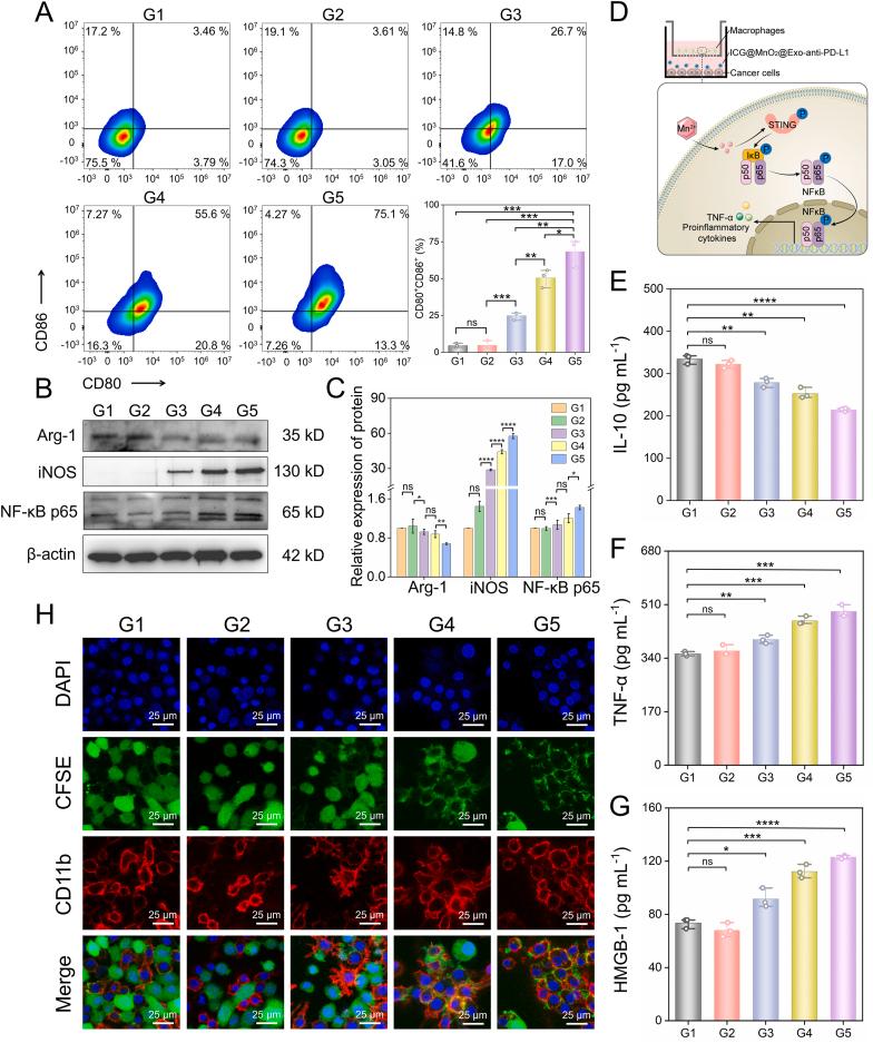 https://cdn.ncbi.nlm.nih.gov/pmc/blobs/819a/11141154/0a0f5880e6dc/gr4.jpg