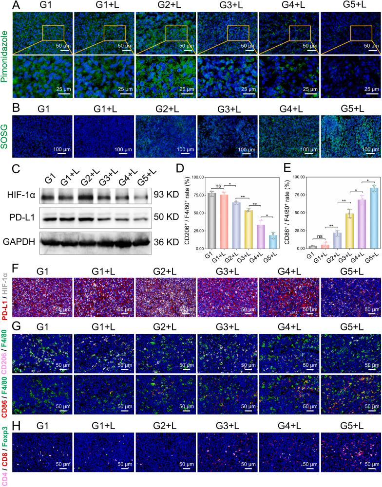 https://cdn.ncbi.nlm.nih.gov/pmc/blobs/819a/11141154/f2b3ac519cff/gr6.jpg