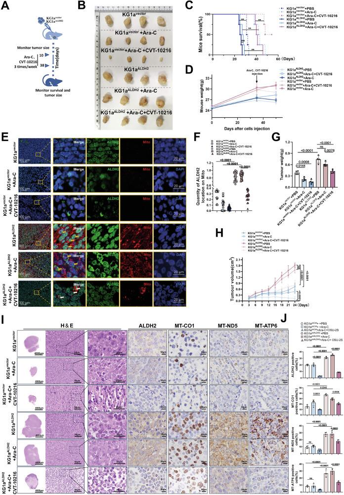 https://cdn.ncbi.nlm.nih.gov/pmc/blobs/819b/12344002/95fe38deb32c/41419_2025_7927_Fig3_HTML.jpg
