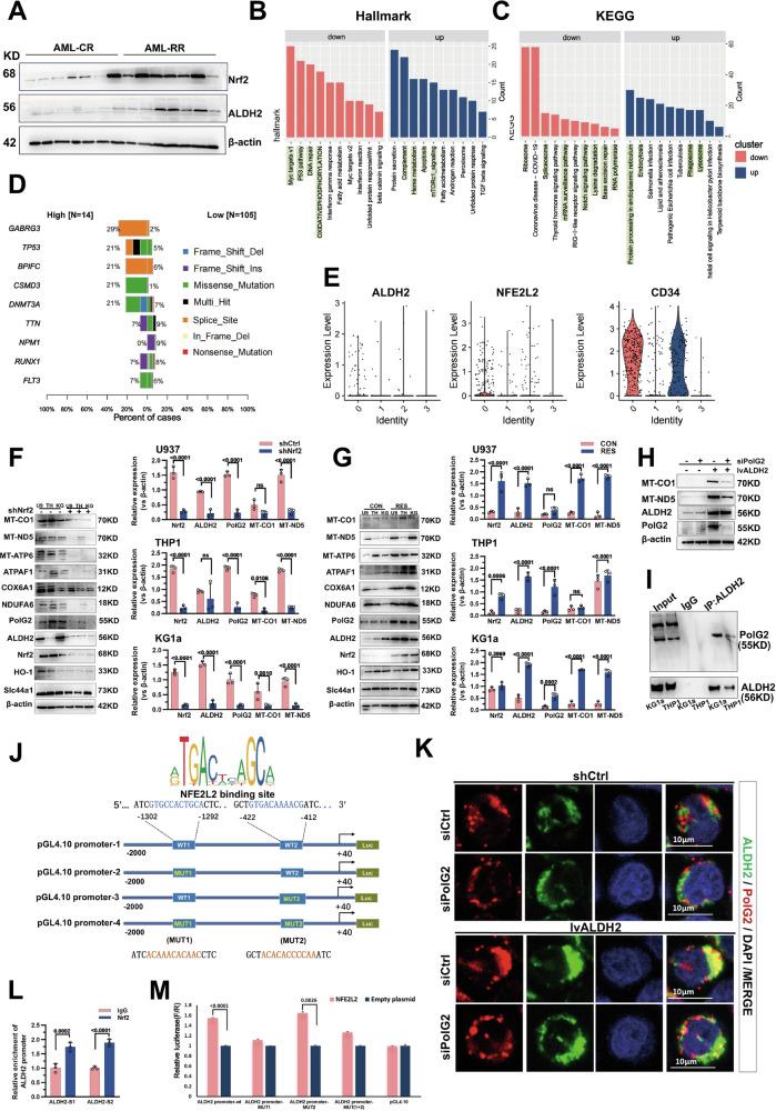 https://cdn.ncbi.nlm.nih.gov/pmc/blobs/819b/12344002/c9b03f941b86/41419_2025_7927_Fig4_HTML.jpg