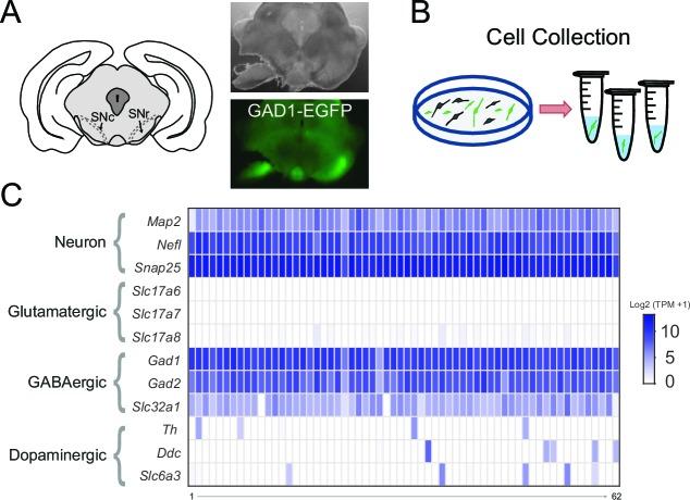 https://cdn.ncbi.nlm.nih.gov/pmc/blobs/819b/4902561/485f17efa435/elife-15271-fig2.jpg