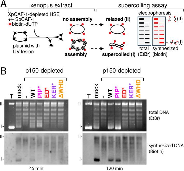 https://cdn.ncbi.nlm.nih.gov/pmc/blobs/819e/10942606/587d2dee9535/elife-91461-fig5.jpg