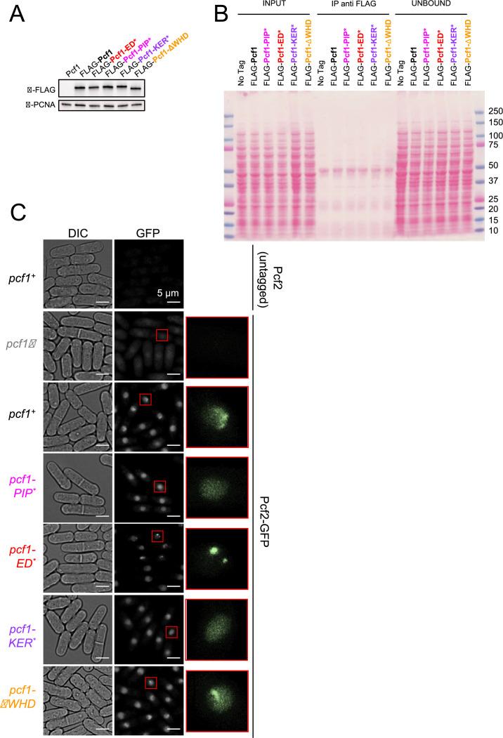 https://cdn.ncbi.nlm.nih.gov/pmc/blobs/819e/10942606/5dcd168a70f3/elife-91461-fig6-figsupp1.jpg