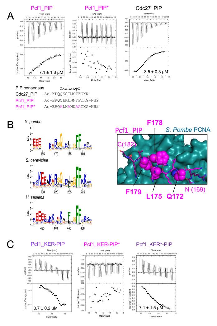 https://cdn.ncbi.nlm.nih.gov/pmc/blobs/819e/10942606/8fc6b521ed35/elife-91461-fig4-figsupp1.jpg