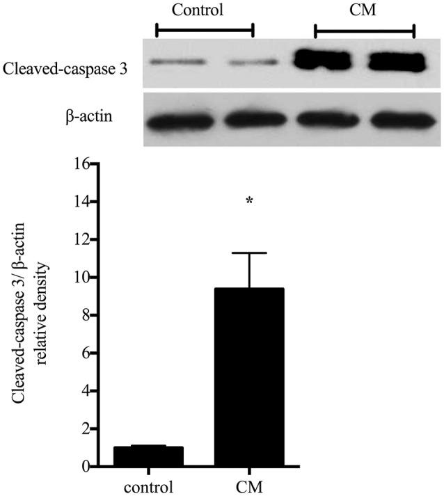 https://cdn.ncbi.nlm.nih.gov/pmc/blobs/819e/5331049/e3635748ad32/fcell-05-00015-g0005.jpg
