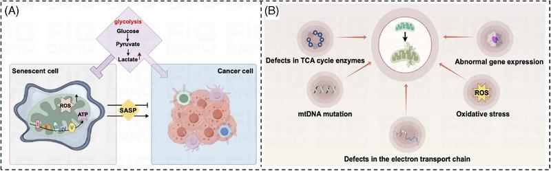 https://cdn.ncbi.nlm.nih.gov/pmc/blobs/81a2/11879902/8528653860cf/MCO2-6-e70055-g003.jpg
