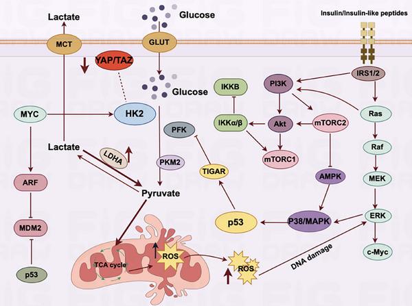 https://cdn.ncbi.nlm.nih.gov/pmc/blobs/81a2/11879902/ce9d09b43b34/MCO2-6-e70055-g004.jpg