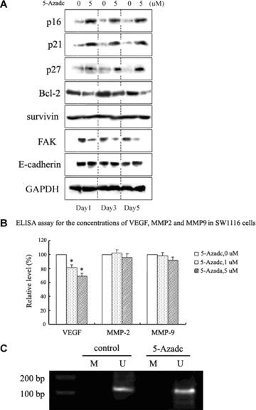 https://cdn.ncbi.nlm.nih.gov/pmc/blobs/81a3/4516515/362b173bbab9/jcmm0013-3668-f6.jpg