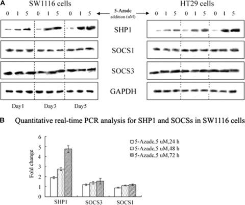 https://cdn.ncbi.nlm.nih.gov/pmc/blobs/81a3/4516515/e6aeb079346e/jcmm0013-3668-f1.jpg