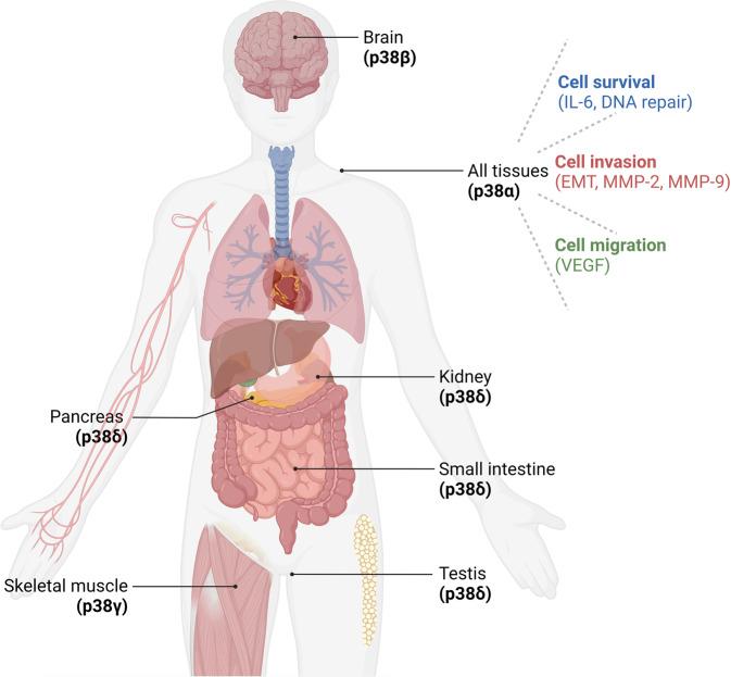 https://cdn.ncbi.nlm.nih.gov/pmc/blobs/81aa/10501902/bc527d3e80a6/41417_2023_622_Fig1_HTML.jpg