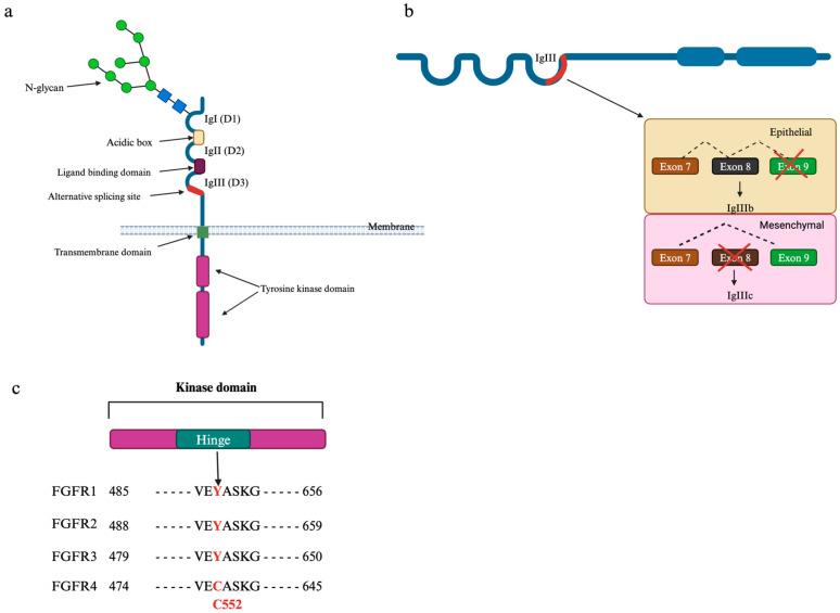 https://cdn.ncbi.nlm.nih.gov/pmc/blobs/81af/11720651/ba37f386c7a5/cancers-17-00082-g002.jpg
