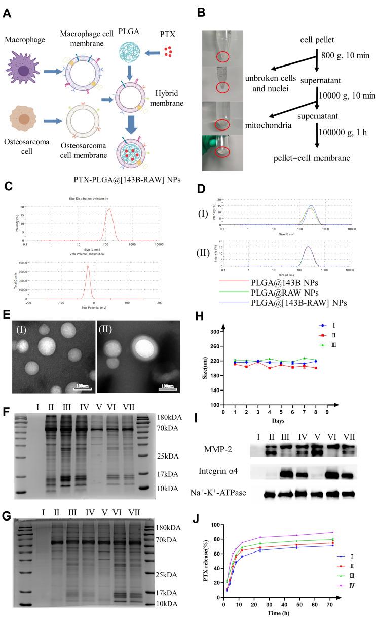 https://cdn.ncbi.nlm.nih.gov/pmc/blobs/81af/8881933/965dfc488c63/IJN-17-837-g0001.jpg