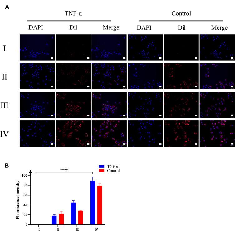 https://cdn.ncbi.nlm.nih.gov/pmc/blobs/81af/8881933/c85ddb1b15ac/IJN-17-837-g0004.jpg